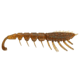 Rapala Crush City The Imposter 3" Soft Bait - tackleaddiction.com.au