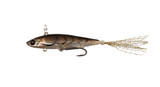 Jackall Live Darter 52mm Hard Bait minnow - tackleaddiction.com.au