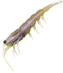 Review of the new PRO Lure Clone Prawn 92mm