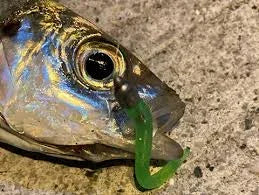 Ajing & Micro Lure Fishing How To?