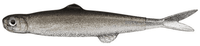 Evergreen Last Ace Finesse Soft bait