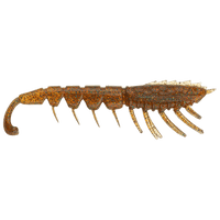 Rapala Crushcity 4.5" Imposter Soft Bait