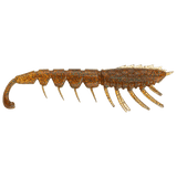 Rapala Crushcity 4.5" Imposter Soft Bait
