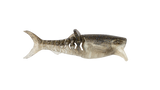 Rapala Crushcity 3" Infiltrator Soft Bait