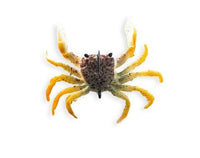 Chasebaits Crusty Crab 50mm 2 Pack - tackleaddiction.com.au