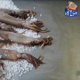 UFISH Brined Baits