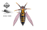 Jackson Namazemi Cicada 40mm Surface Lure