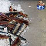 UFISH Brined Baits