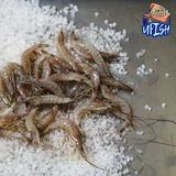 UFISH Brined Baits