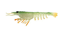 Nomad Live OPS Switcher Shrimp 2.3" & 3.5" Soft Bait