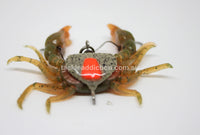 HURRICANE Lures Spider Crab 3.5 Grams 4 Pack soft bait - tackleaddiction.com.au
