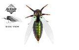 Jackson Namazemi Cicada 40mm Surface Lure