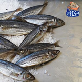 UFISH Brined Baits