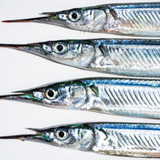 UFISH Brined Baits