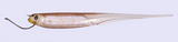 OSP Mylar Minnow 3.5" Soft bait
