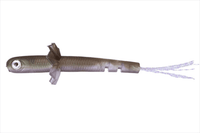 OSP Erimaki Shad 2.3" Soft bait