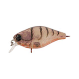 Jackall Chubby 38F Shallow Rattle Crank Bait - tackleaddiction.com.au