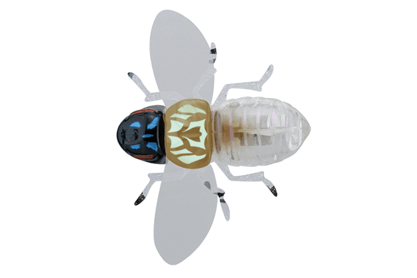 Jackall Bugdog 37mm Insect Surface Lure - tackleaddiction.com.au