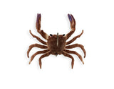 Chasebaits Crusty Crab 50mm 2 Pack - tackleaddiction.com.au