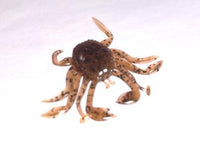 Bait Breath Rockin Crab 2" soft bait - tackleaddiction.com.au