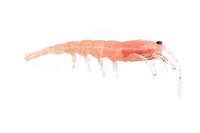 Pro Lure Clone Prawn 92mm Soft Bait - tackleaddiction.com.au