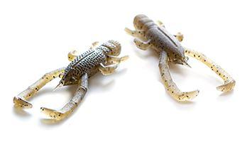 Fish Arrow Free Rig Shrimp 2.6" Soft Bait - tackleaddiction.com.au