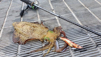 Okuma EPIXOR EGI Squid Spinning Rod - tackleaddiction.com.au