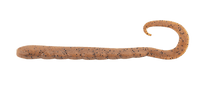 Berkley Gulp Turtleback 4" Worm grub Soft Bait - tackleaddiction.com.au